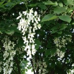 Yellowwood (Cladrastis Lutea) 30 seeds