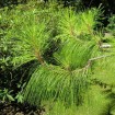 Yunnan Pine (Pinus Yunnanensis) 300 seeds