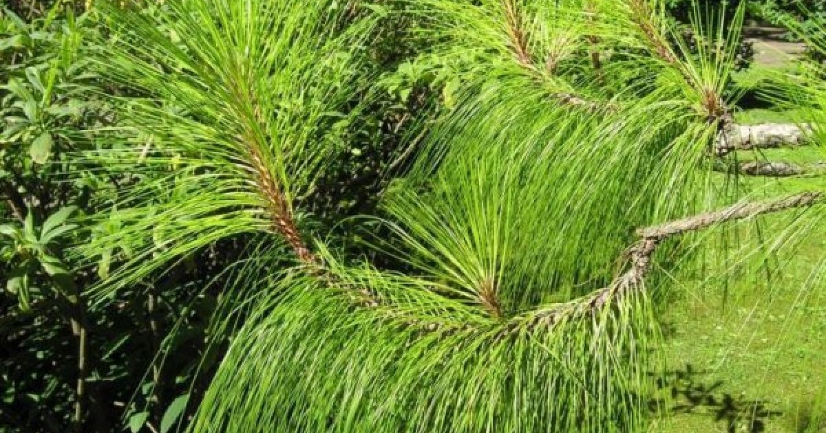 Buy Yunnan Pine (Pinus Yunnanensis) 30 seeds online :: Seeds :: HobbySeeds  Store