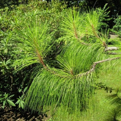 Yunnan Pine (Pinus Yunnanensis) 100 seeds