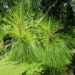 Yunnan Pine (Pinus Yunnanensis) 10 seeds